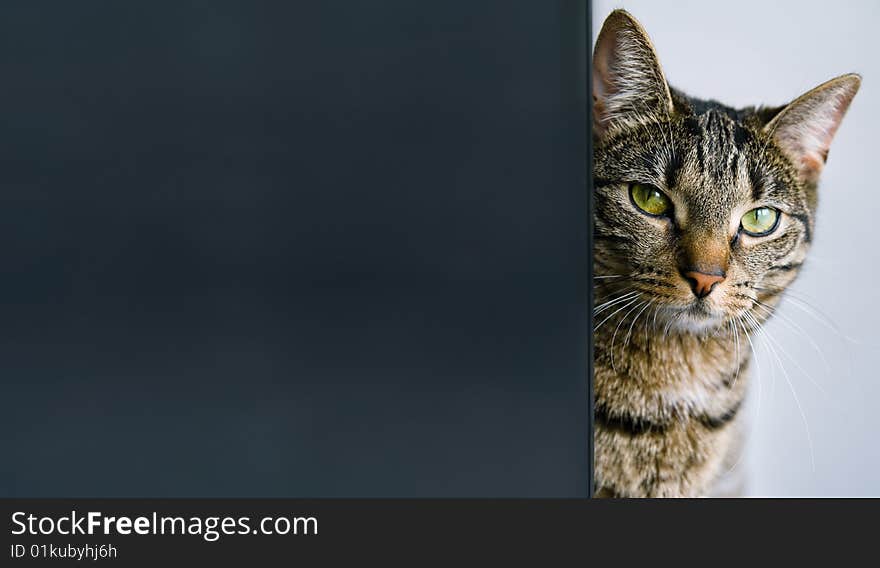 Tabby cat looking at you from behind a panel (copy space). Tabby cat looking at you from behind a panel (copy space).