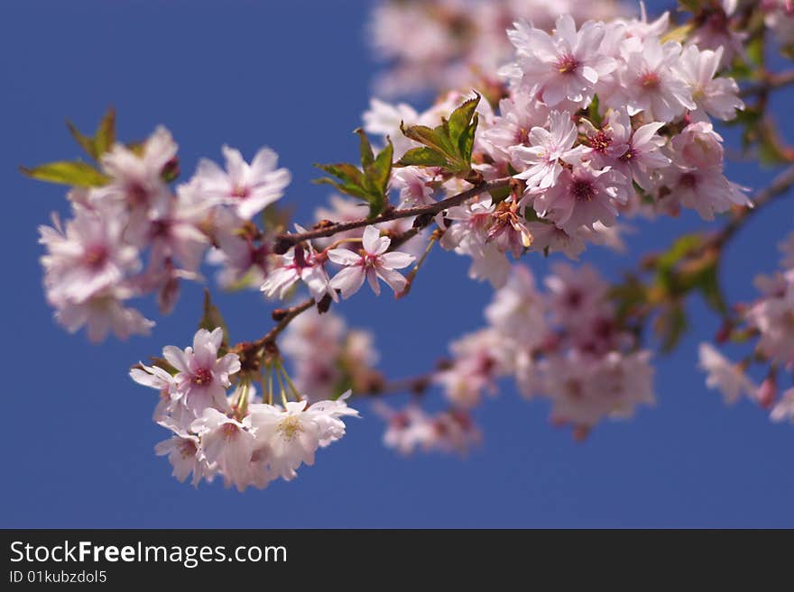 Cherry spring pink blossom, blurry background. Cherry spring pink blossom, blurry background.