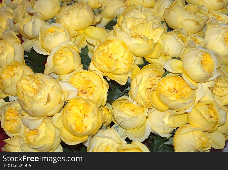 Bed of Yellow Roses as a Nice Background