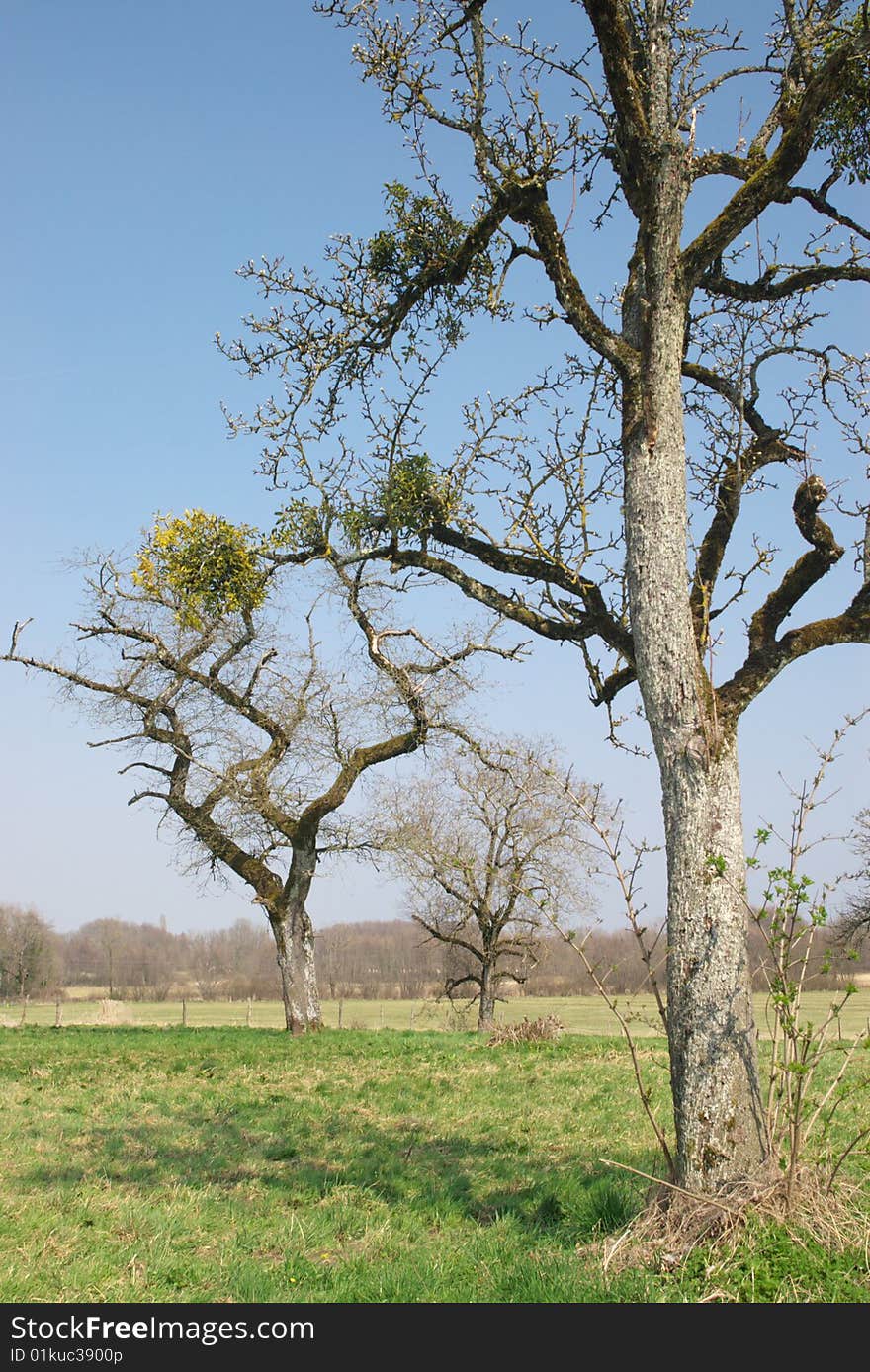 Old bare trees in spring field, vertical