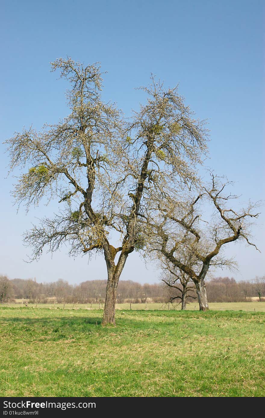 Old bare trees in spring field, vertical. Old bare trees in spring field, vertical