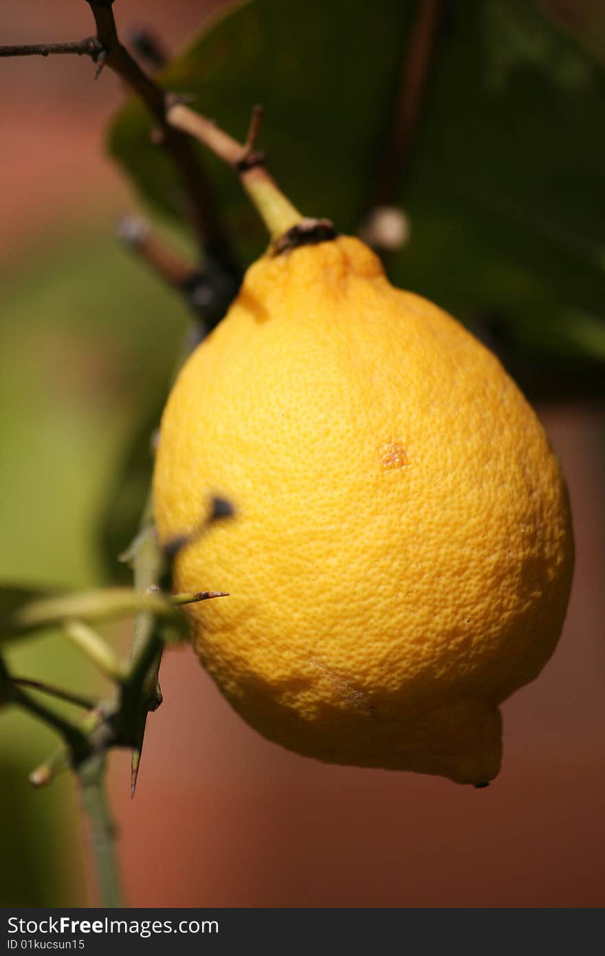 Mediterranean lemon tree