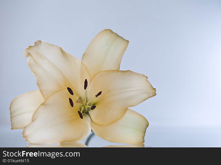 Close-up view of nice fresh lily on gray  back.