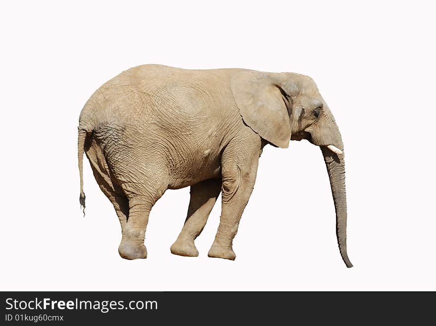 African elephant on white