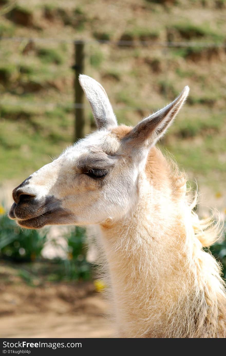 Llama or alpaca in an enclosure on a farm.