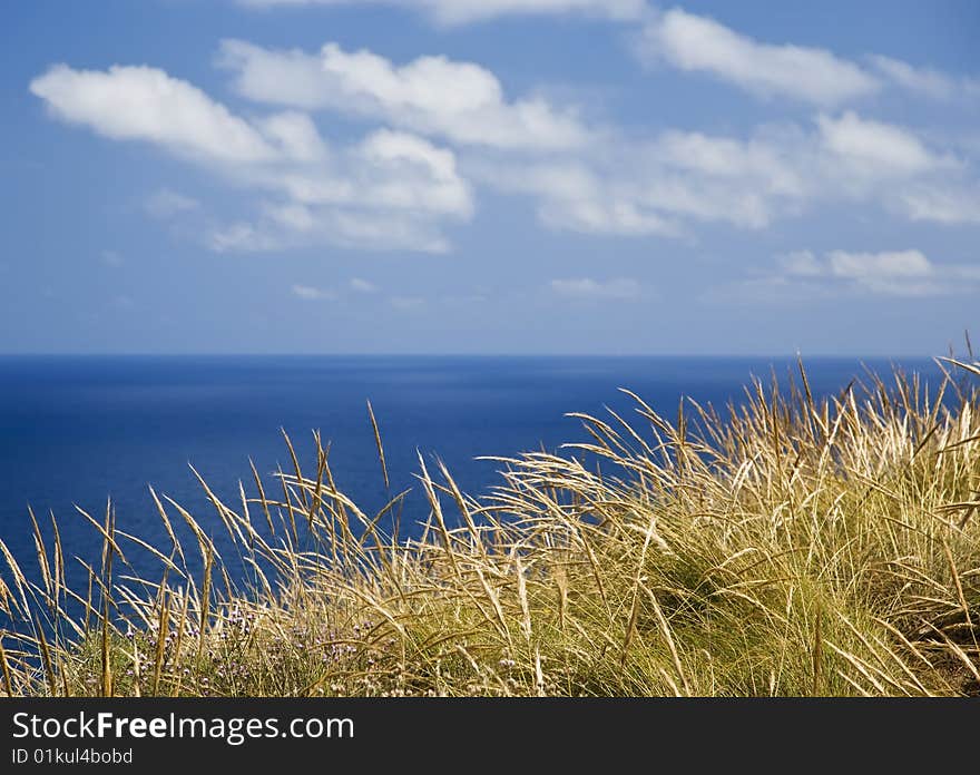 Seagrass over blue oceanic background. Seagrass over blue oceanic background