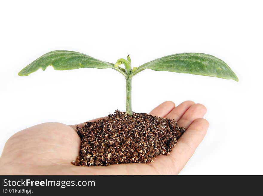 Care seedling in the hand on white background