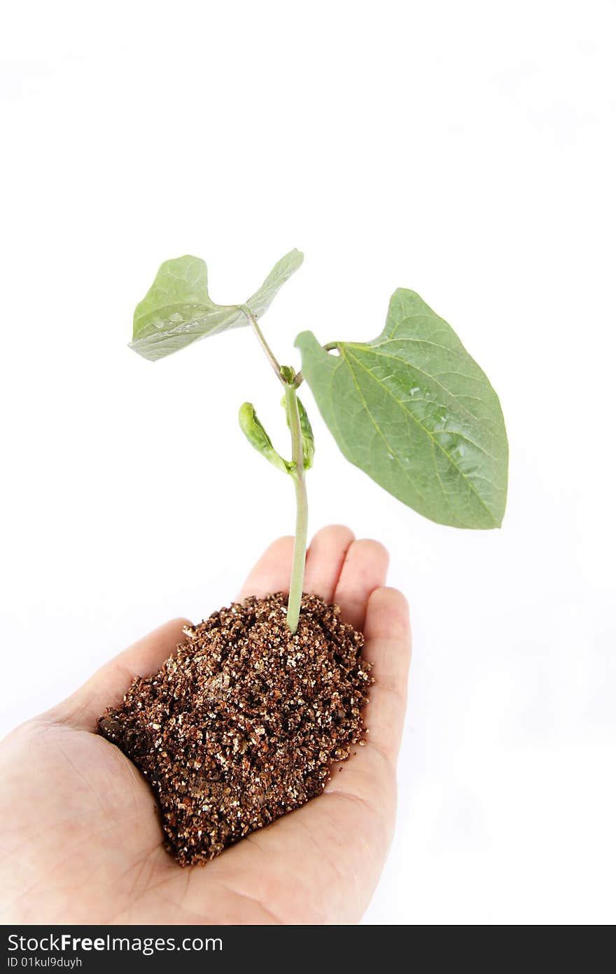 The seedling on white background