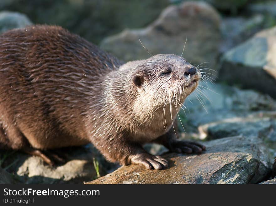 Otter