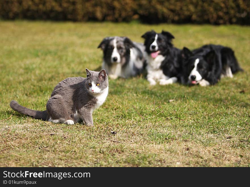 Three Dogs Gazing Into A Cat