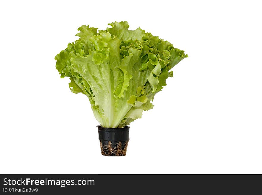 Fresh green leaf of salad on a white background. Fresh green leaf of salad on a white background