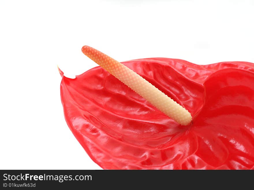 Red anthurium in close view isolated over white