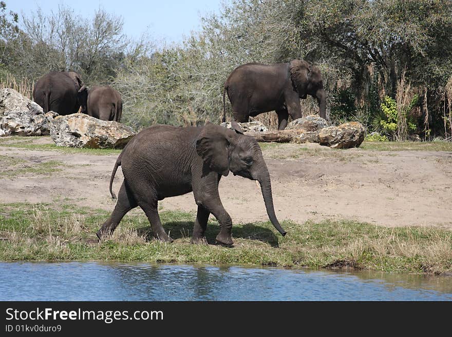 Elephant Calf