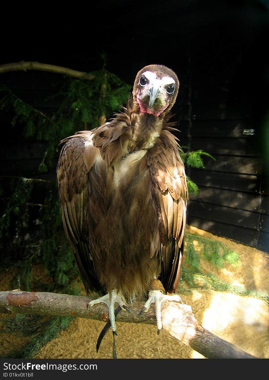 Perched vulture