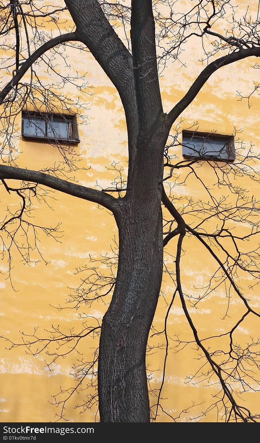 A branchy tree against a yellow wall of the old house. A branchy tree against a yellow wall of the old house.