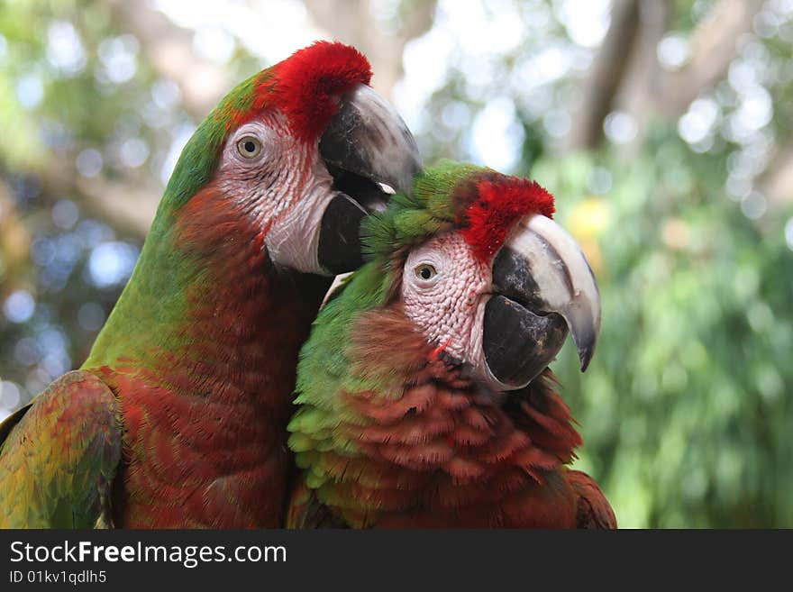 Parrot Couple