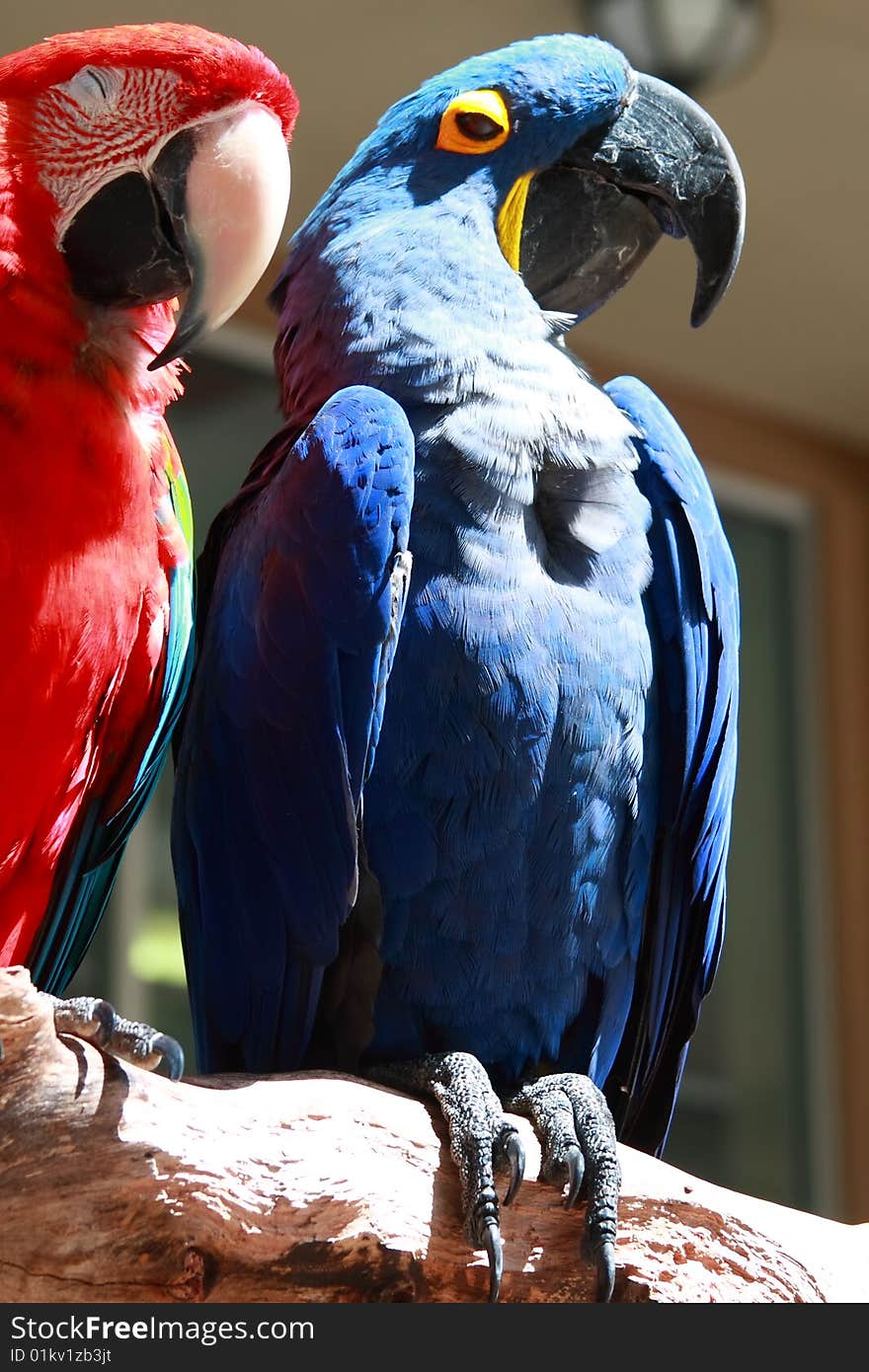 Colorful Parrots