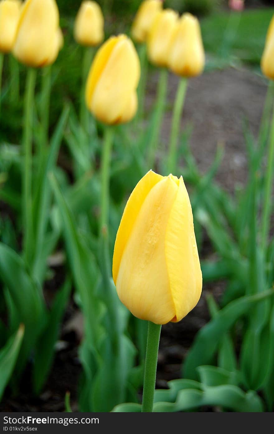 Yellow Tulips