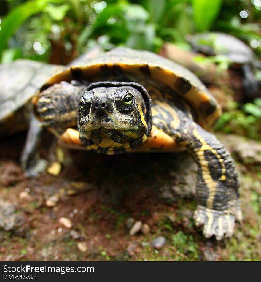 Close-up of a turtle's head shot with a fish eye. Close-up of a turtle's head shot with a fish eye.