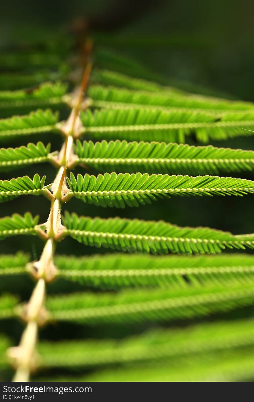 Close up of green leaves