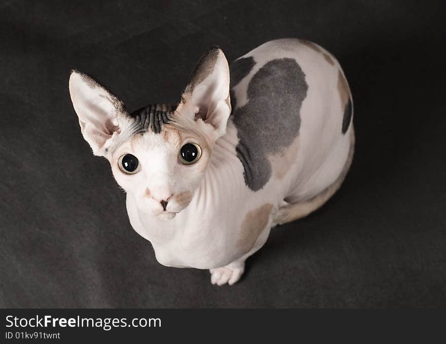 Young sphinx cat