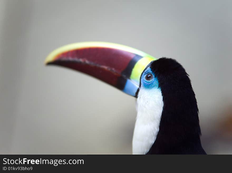 Toucan