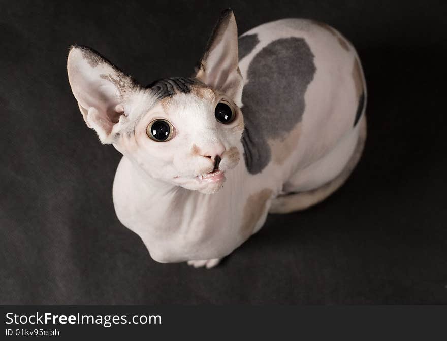 Young sphinx cat