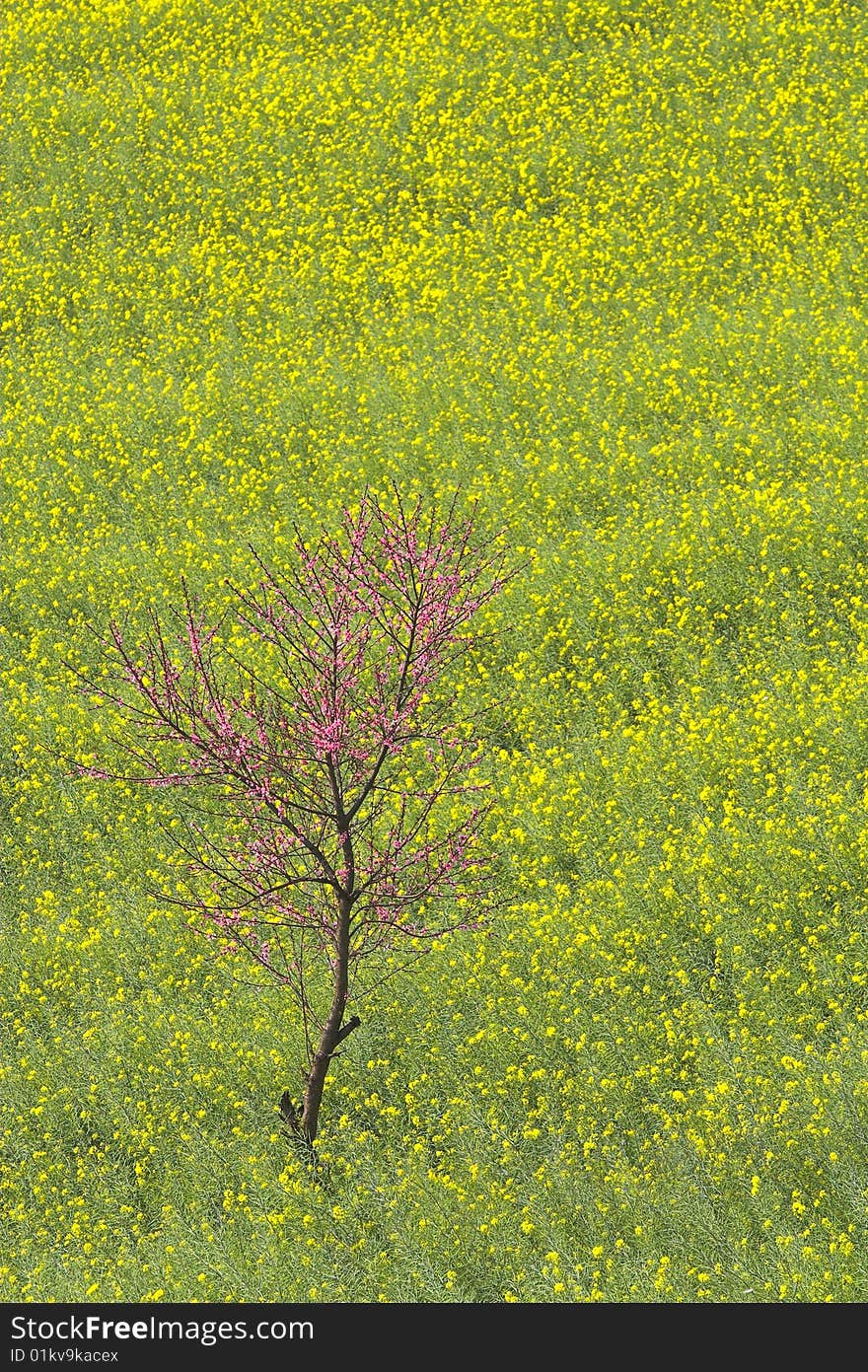 Luoping is a county in YunNan province of China. It is dominated by karst features with small basins among independent green hills. It is a national base for raising bees and for processing honey oroducts. The rape flowers covering an area of 250,000 mu (around 65 square miles) and on February of March every years, thousands of Yellow Rapeseed Flowers are in full bloom, looking like and expanse of a golden sea. It became popular among photographers recently. Luoping is a county in YunNan province of China. It is dominated by karst features with small basins among independent green hills. It is a national base for raising bees and for processing honey oroducts. The rape flowers covering an area of 250,000 mu (around 65 square miles) and on February of March every years, thousands of Yellow Rapeseed Flowers are in full bloom, looking like and expanse of a golden sea. It became popular among photographers recently.