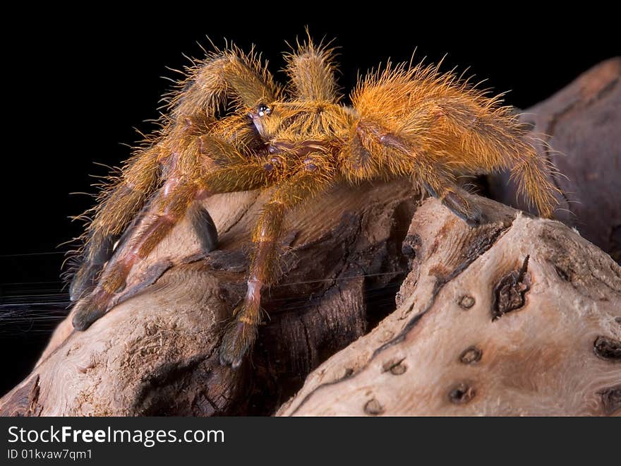 A baby orange tarantula is crawling over a branch. A baby orange tarantula is crawling over a branch.