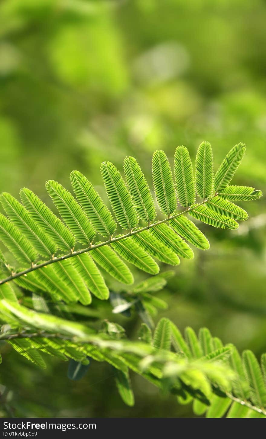 Close up of green leaves