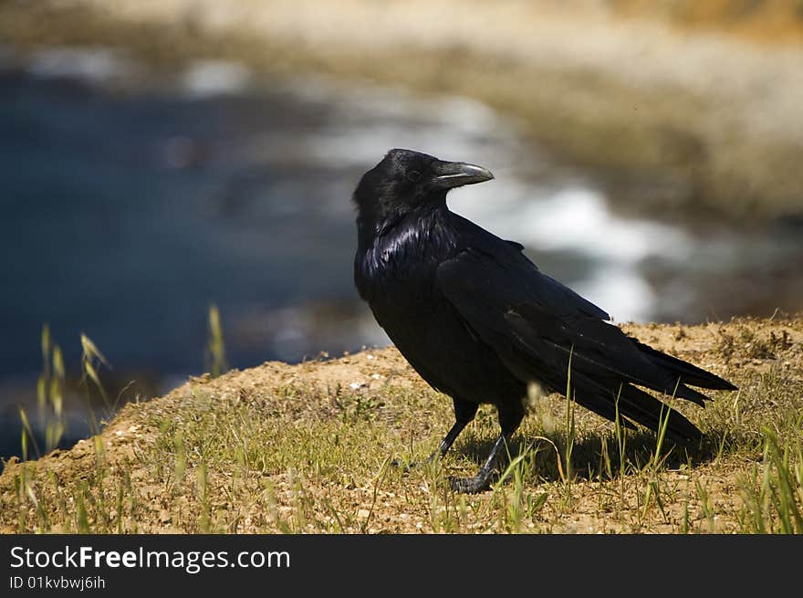 A large, shiny black raven rests on a ledge overlooking the ocean. A large, shiny black raven rests on a ledge overlooking the ocean.