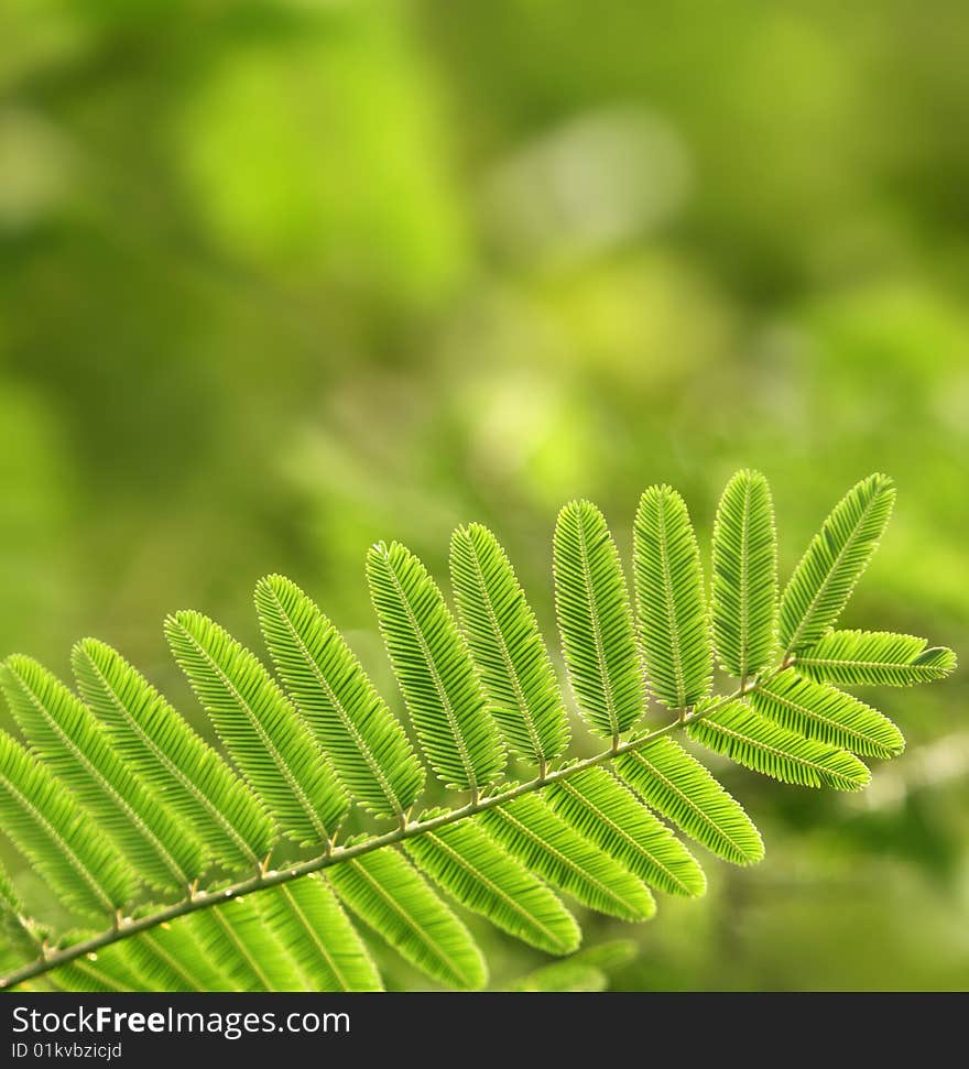 Close up of green leaves