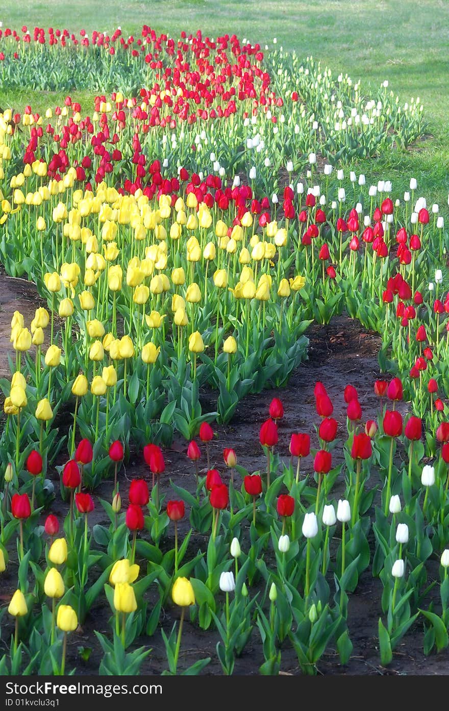 Beautiful tulips in spring garden