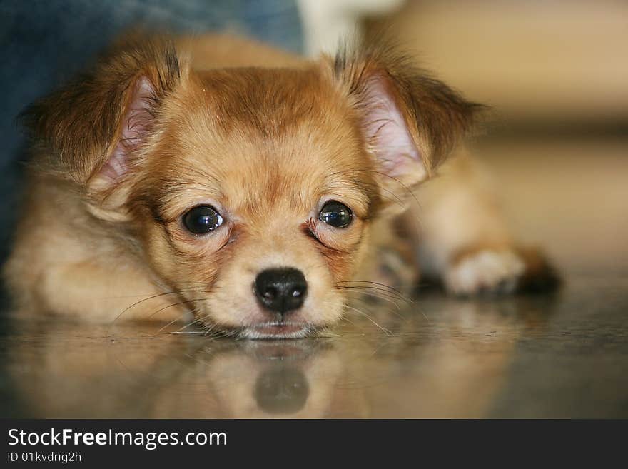 Baby brown shihtzu sleep on floor, its seeing me. Baby brown shihtzu sleep on floor, its seeing me...