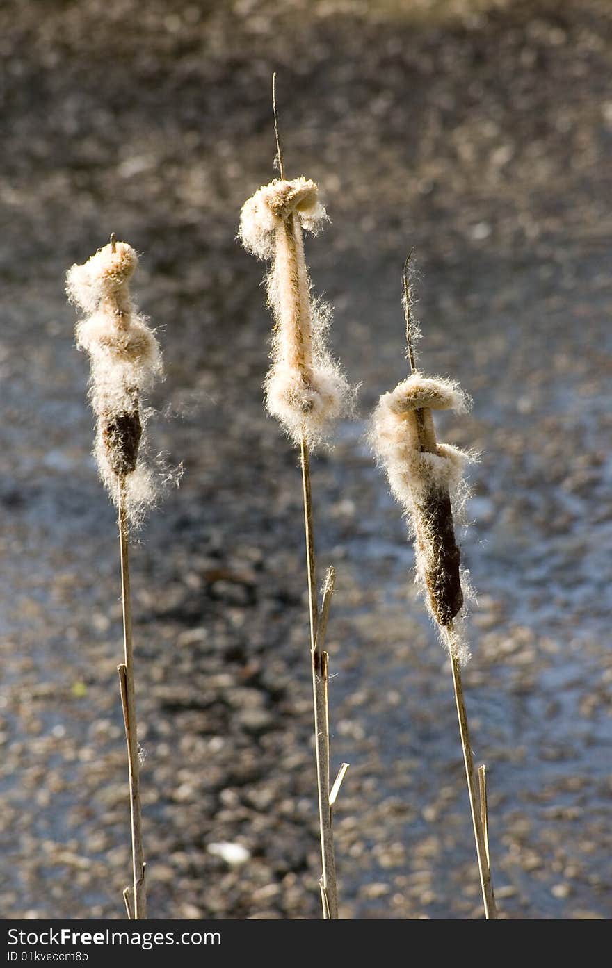 Bulrush