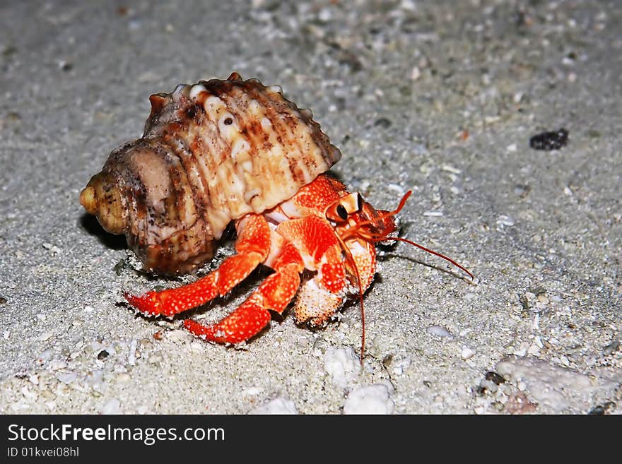 Crab on his way to the ocean. Crab on his way to the ocean