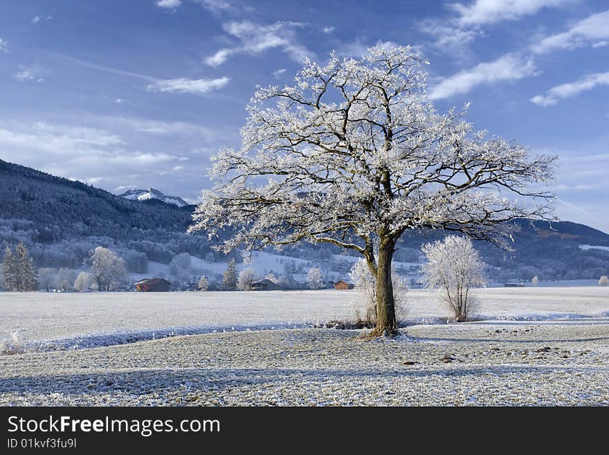 Tree in hoarfrost landscape with mountains and blue sky in background. Tree in hoarfrost landscape with mountains and blue sky in background.