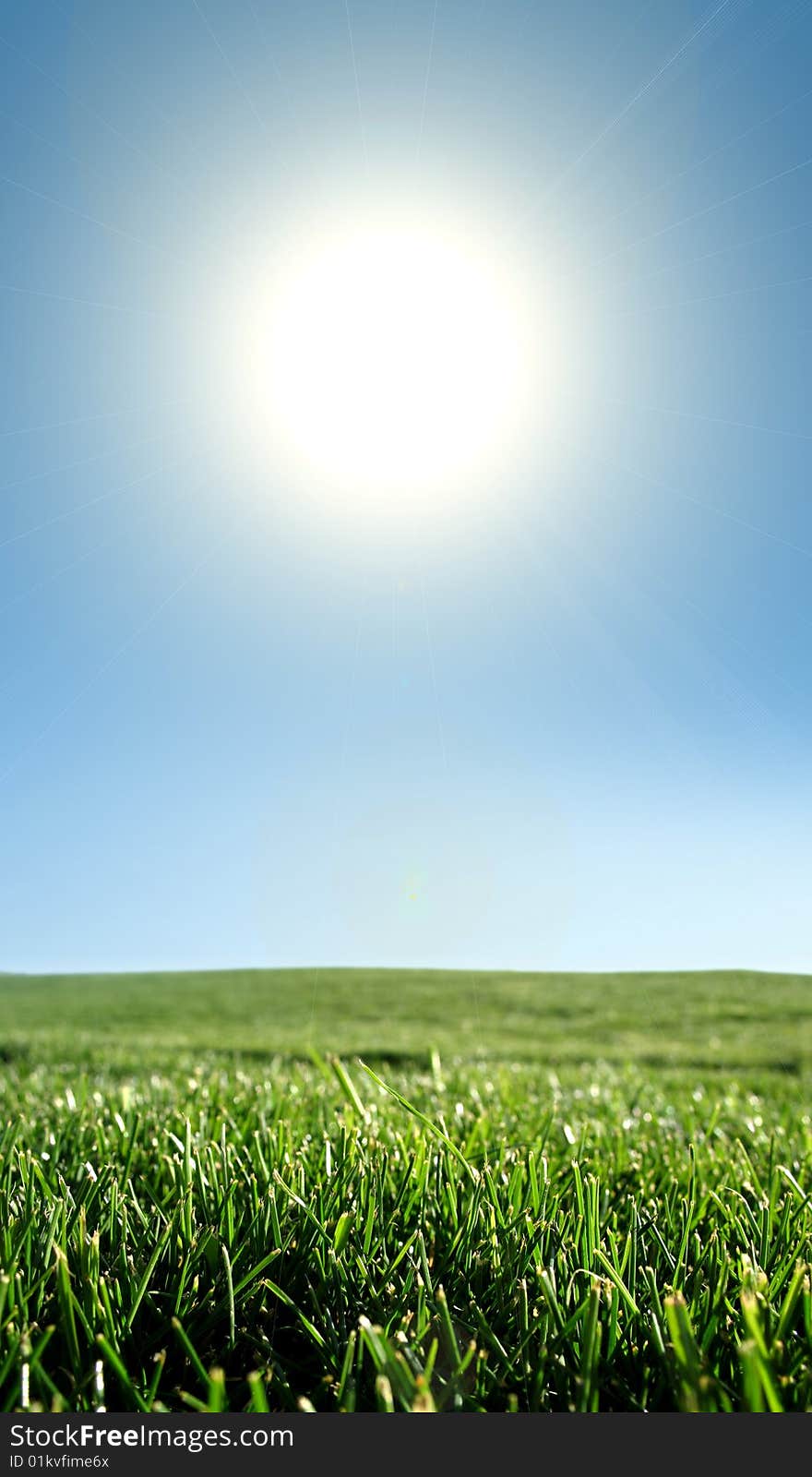 Meadow of fresh spring grass on a sunny day. Meadow of fresh spring grass on a sunny day