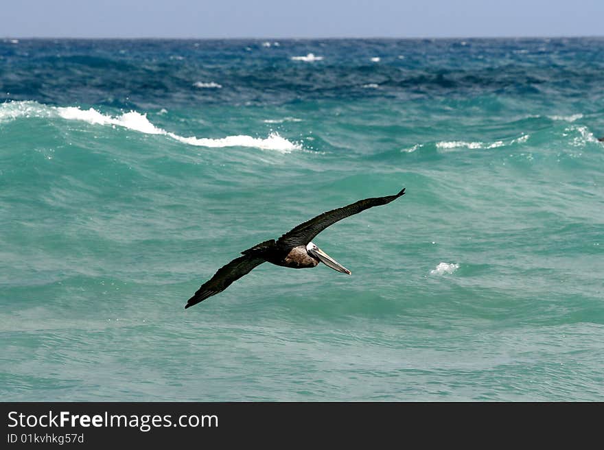 A pelican fly's above the atlantic ocean. A pelican fly's above the atlantic ocean