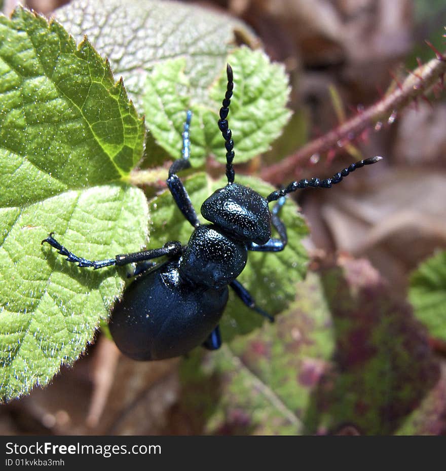 Macro shot of a big black bug