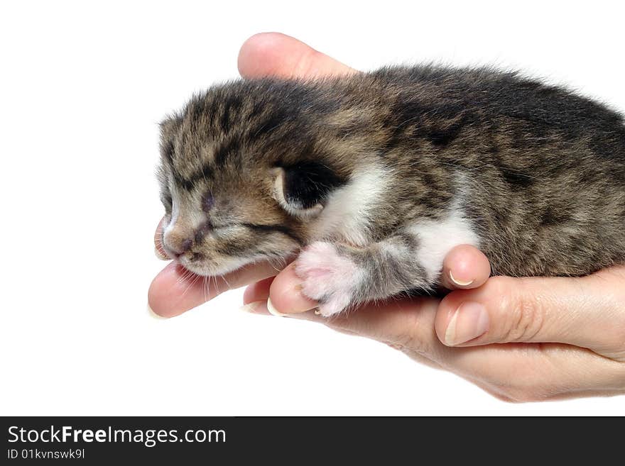 Newborn kitty