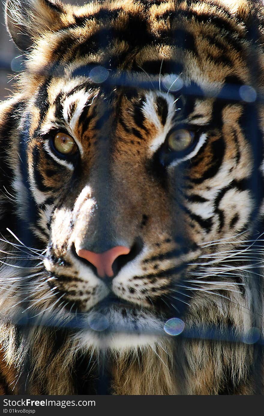 Tiger behind bars with intense glare at the zoo