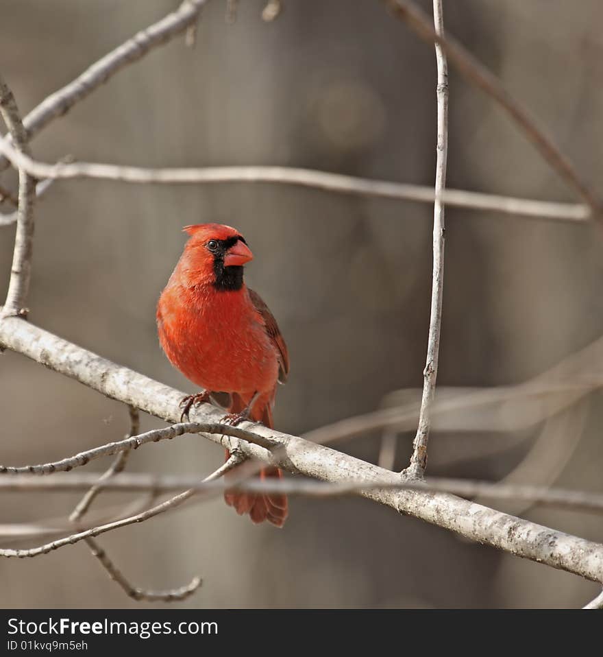 Male northern cardinal perched on a tree branch