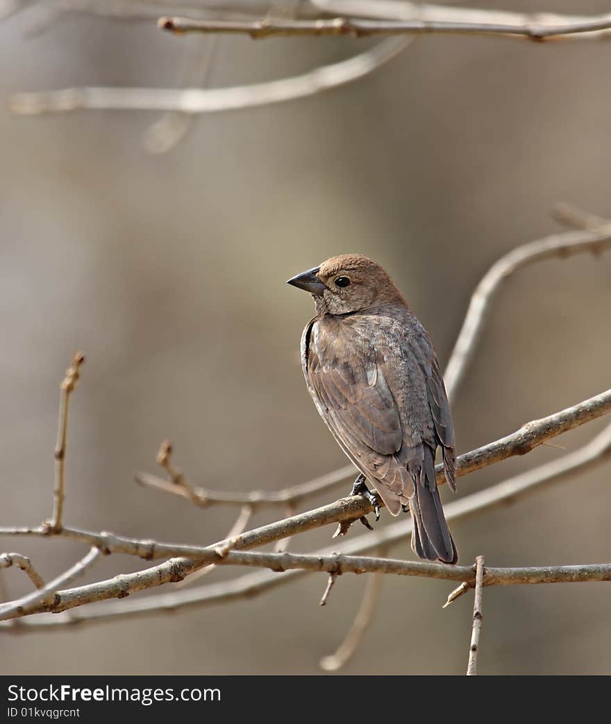 Female brown-headed cowbird perched on a tree branch