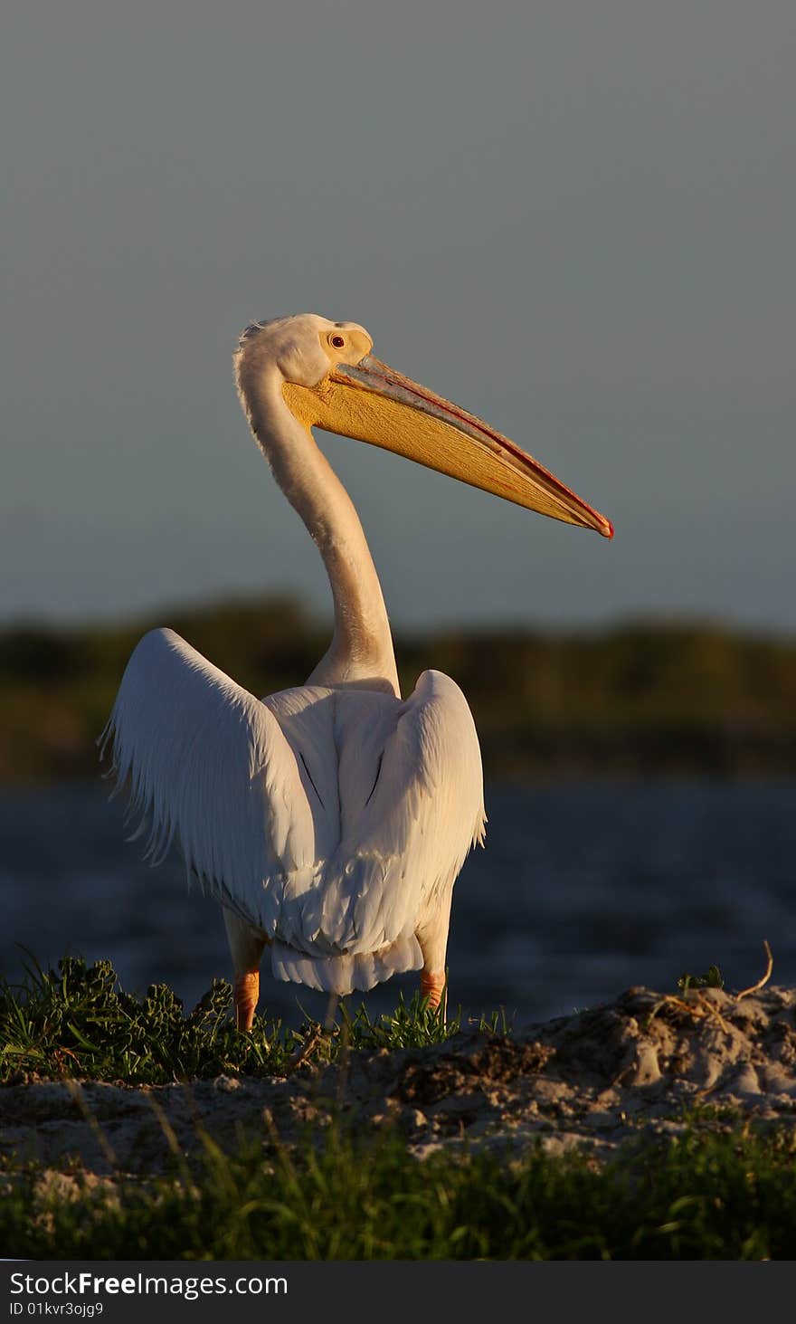 Great White Pelican