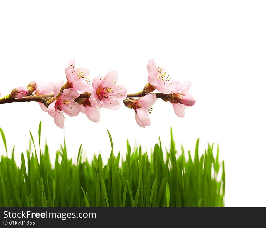 fresh green grass and bloomimg cherry branch. fresh green grass and bloomimg cherry branch