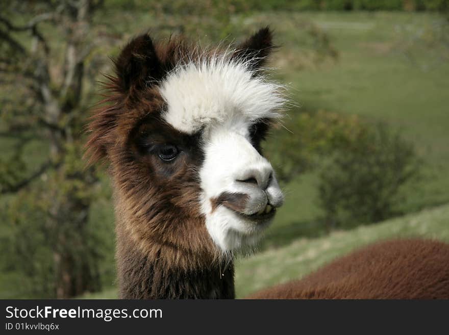 Cheeky Alpaca