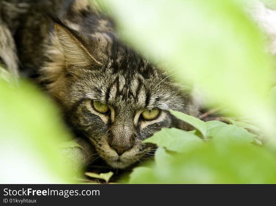 Maine coon