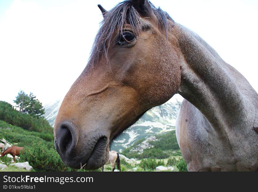 Horse head (Pirin Mountains, Bulgaria)