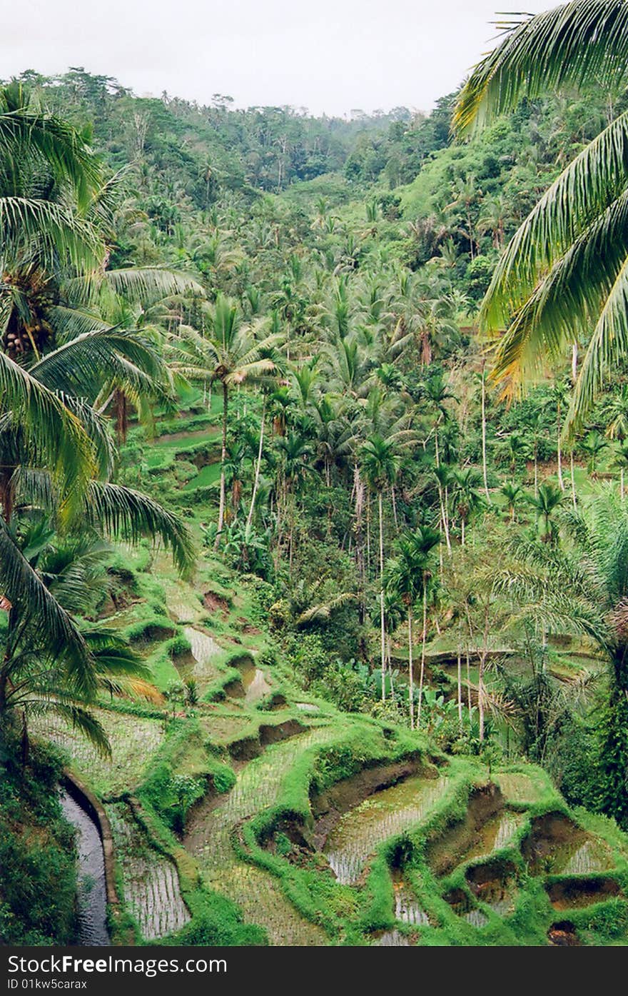 Rice Terraces